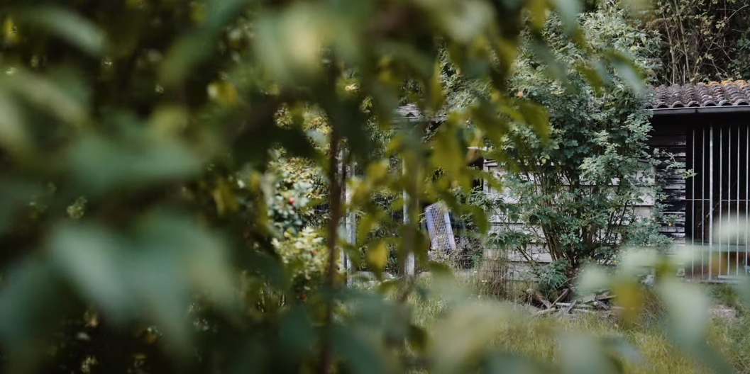 How to Keep Rabbits Out of Your Garden with Ivory Soap? GardenProfy