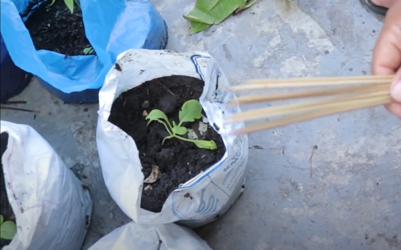 How to Protect Vegetable Garden From Heavy Rain? GardenProfy