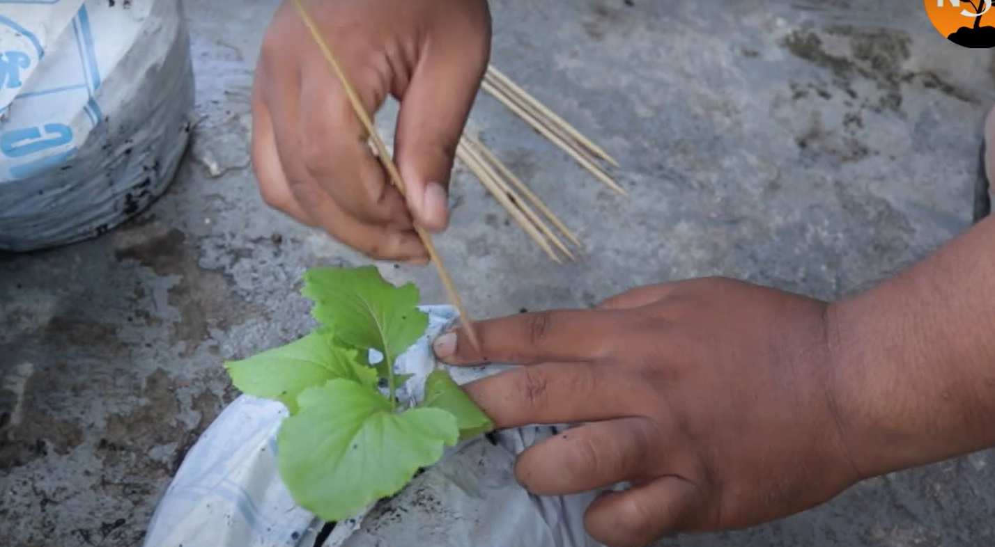 How to Protect Vegetable Garden From Heavy Rain? GardenProfy