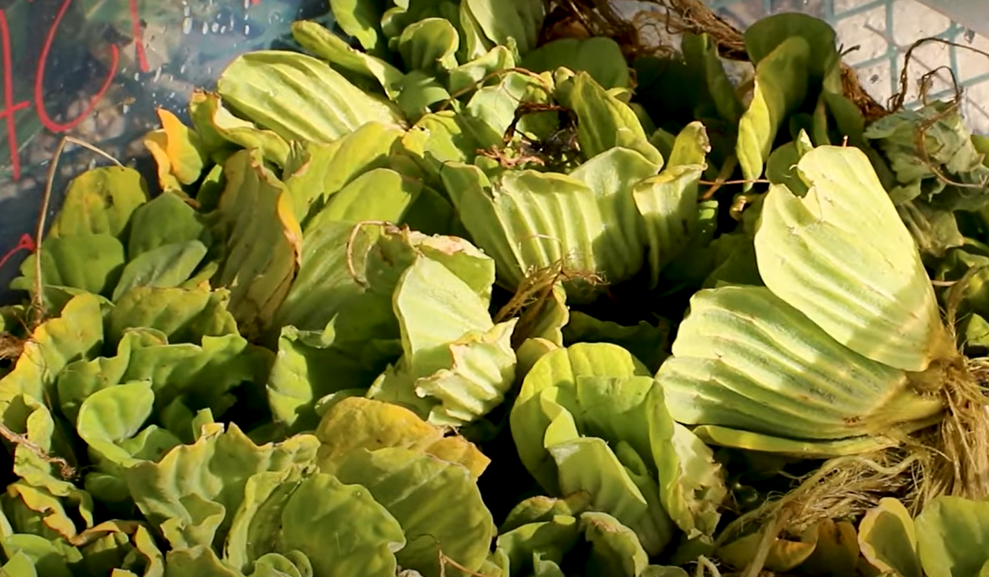 Is a Pond Sludge Good for the Garden? GardenProfy