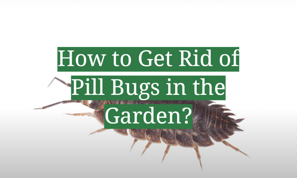 How to Get Rid of Pill Bugs in the Garden? GardenProfy