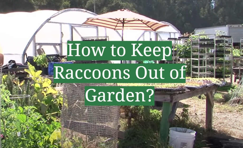 Racoon Reeper How to Keep Raccoons Out of Garden? - GardenProfy