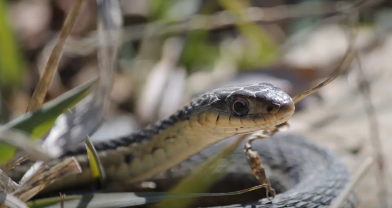 How to Get Rid of Garter Snakes in My Garden? GardenProfy