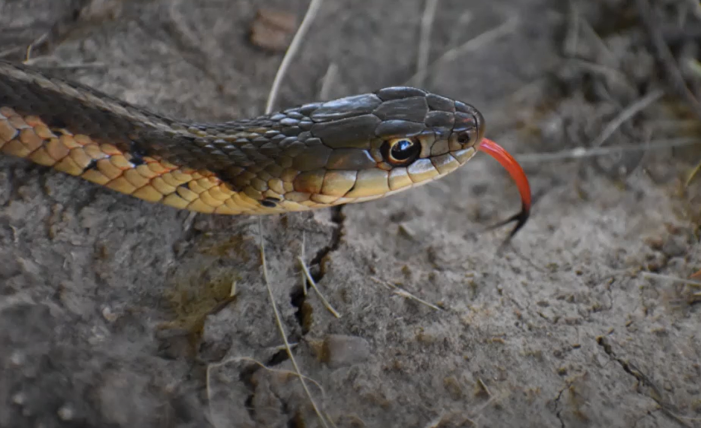 How to Get Rid of Garter Snakes in My Garden? GardenProfy