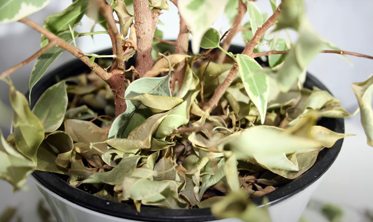 How to Get Rid of Pill Bugs in the Garden? GardenProfy