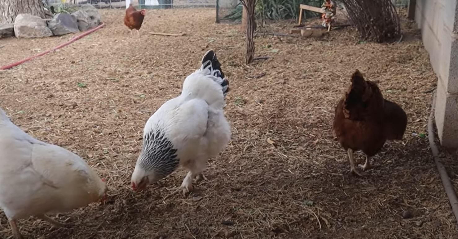 How to Keep Chickens Out of the Garden? GardenProfy