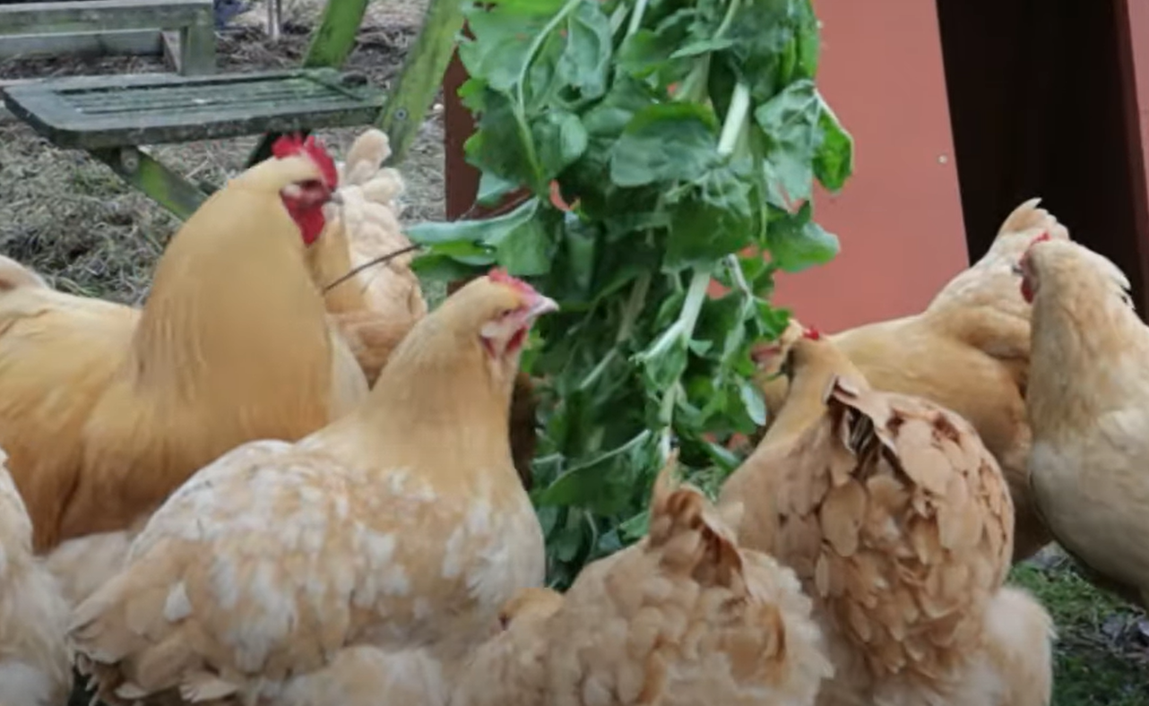 How to Keep Chickens Out of the Garden? GardenProfy