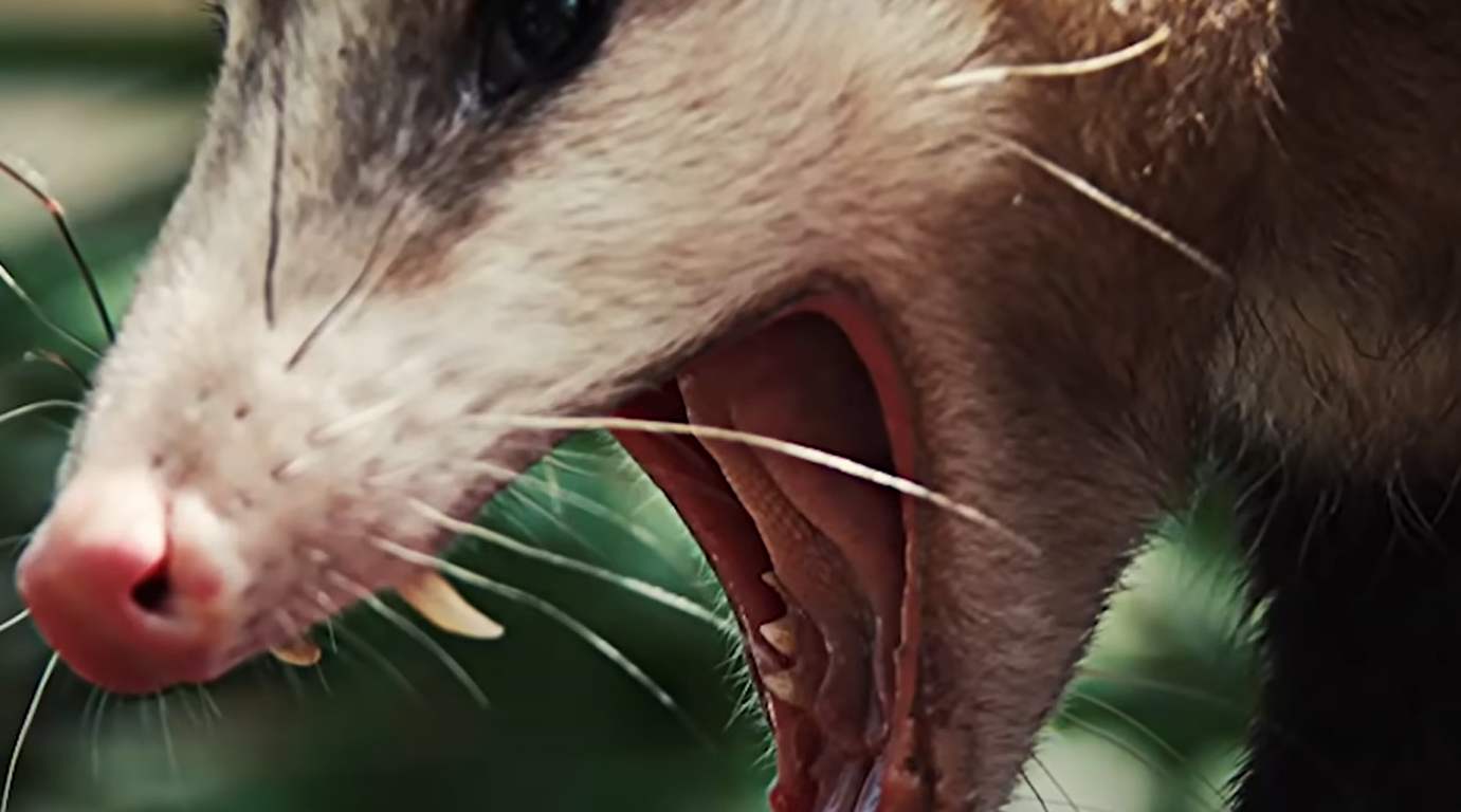 What Do Possums Eat in the Garden? GardenProfy