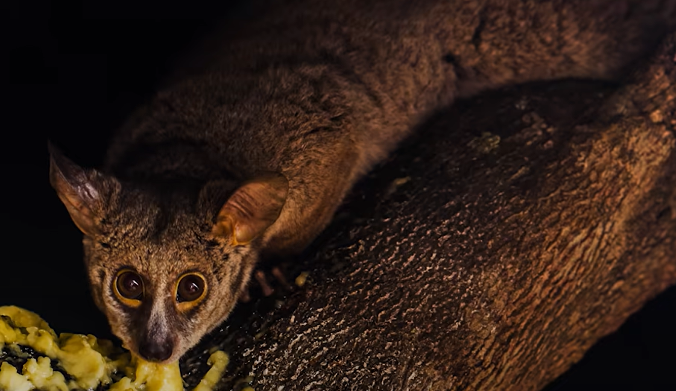 What Do Possums Eat in the Garden? GardenProfy