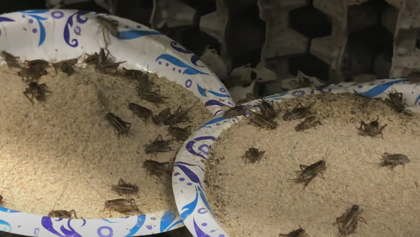 What Do Crickets Eat in the Garden? GardenProfy