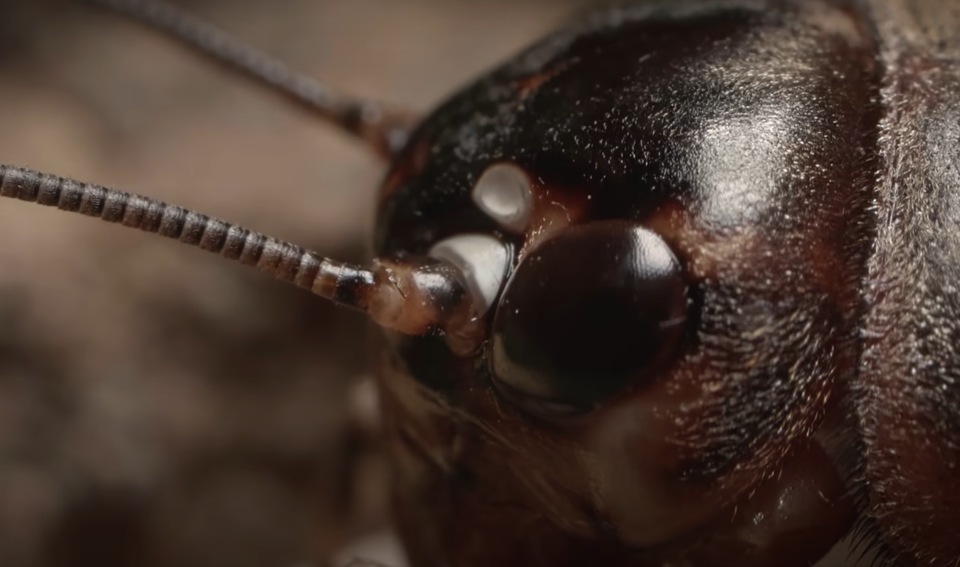 What Do Crickets Eat in the Garden? GardenProfy