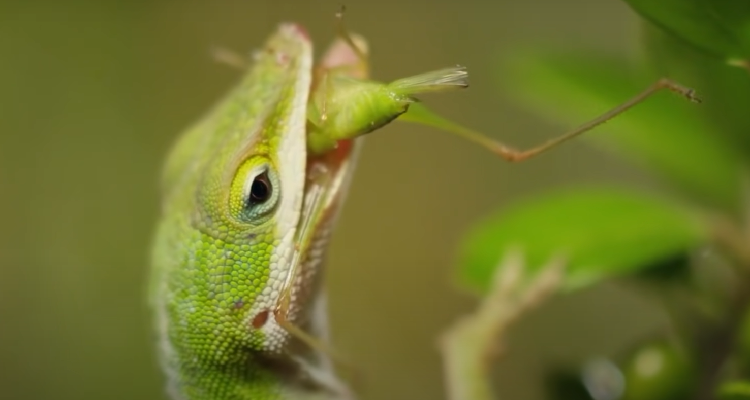 What Do Lizards Eat in the Garden? GardenProfy