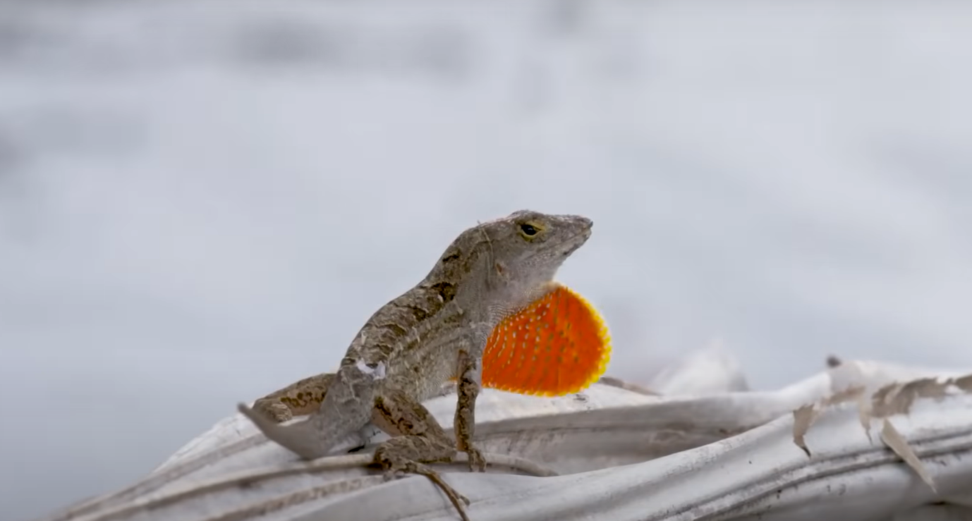 What Do Lizards Eat in the Garden? GardenProfy
