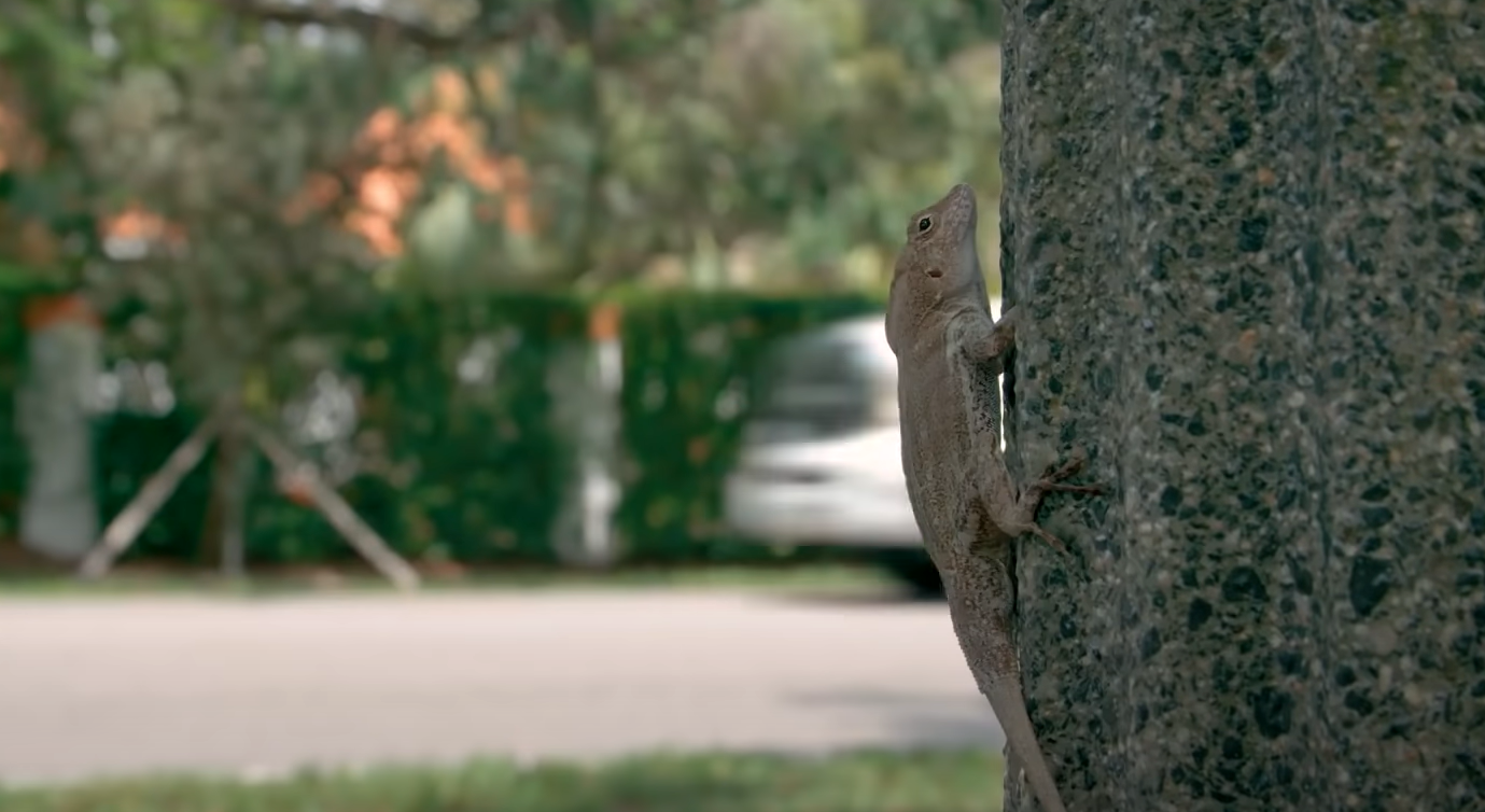 What Do Lizards Eat in the Garden? GardenProfy