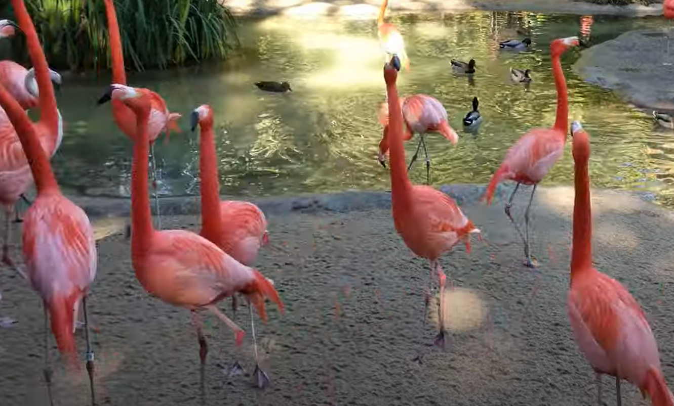 What Do Pink Flamingos in the Yard Mean? GardenProfy