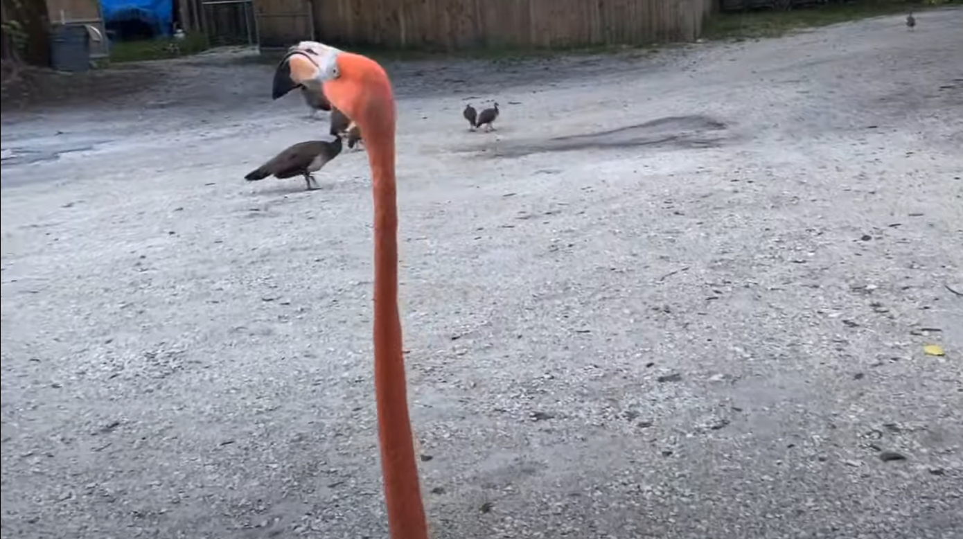 What Do Pink Flamingos in the Yard Mean? GardenProfy