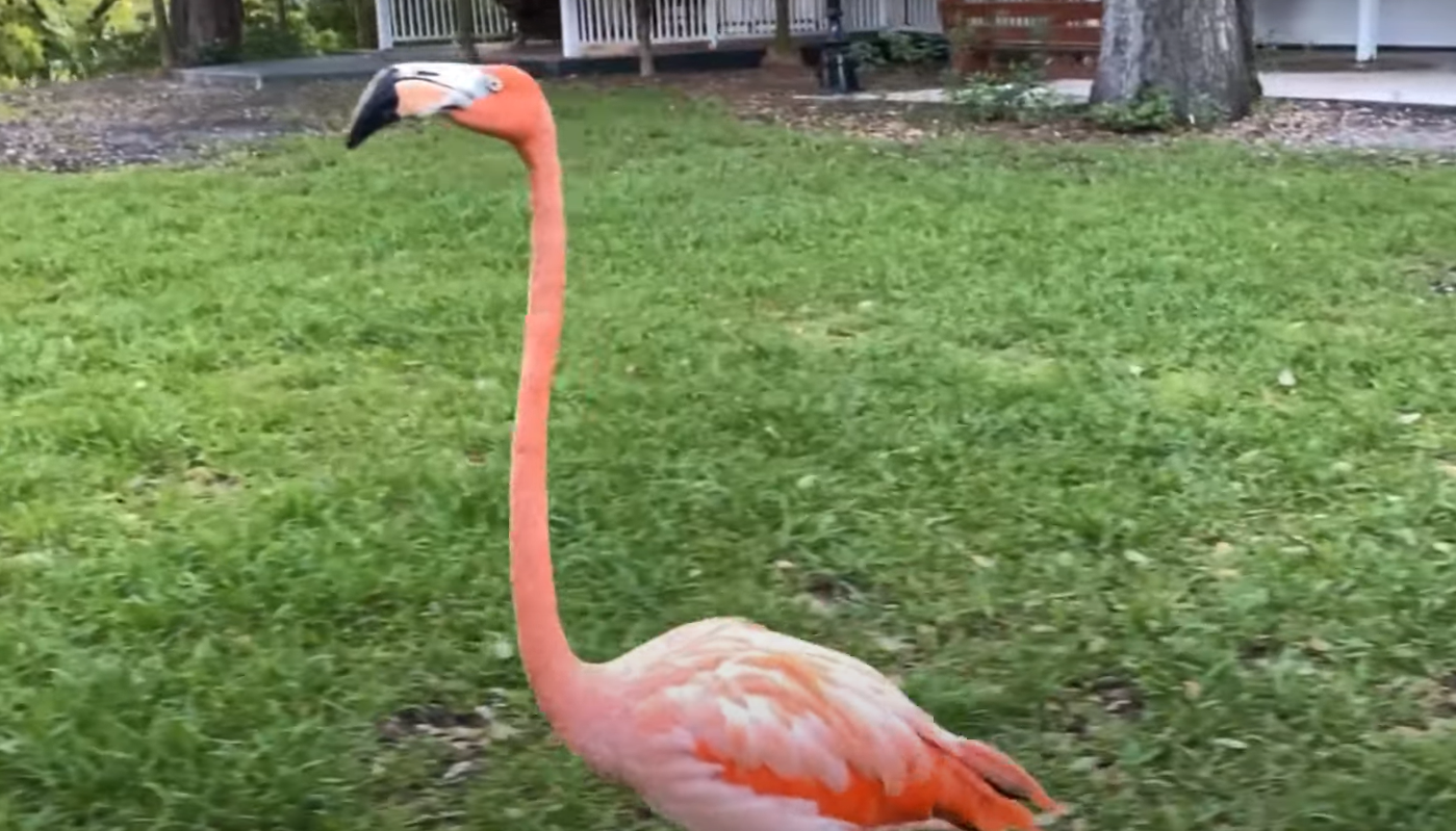 What Do Pink Flamingos in the Yard Mean? GardenProfy