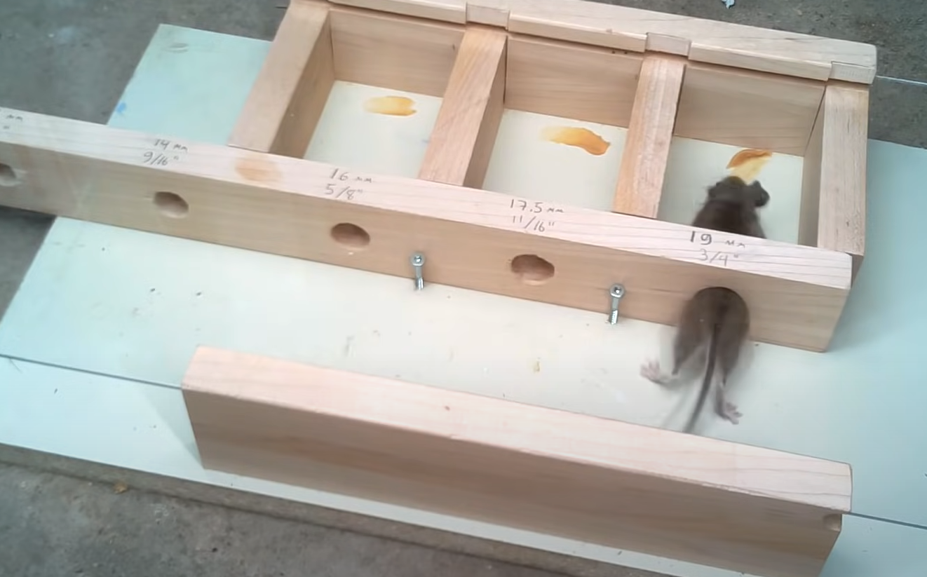 How to Keep Rats Out of the Garden? GardenProfy