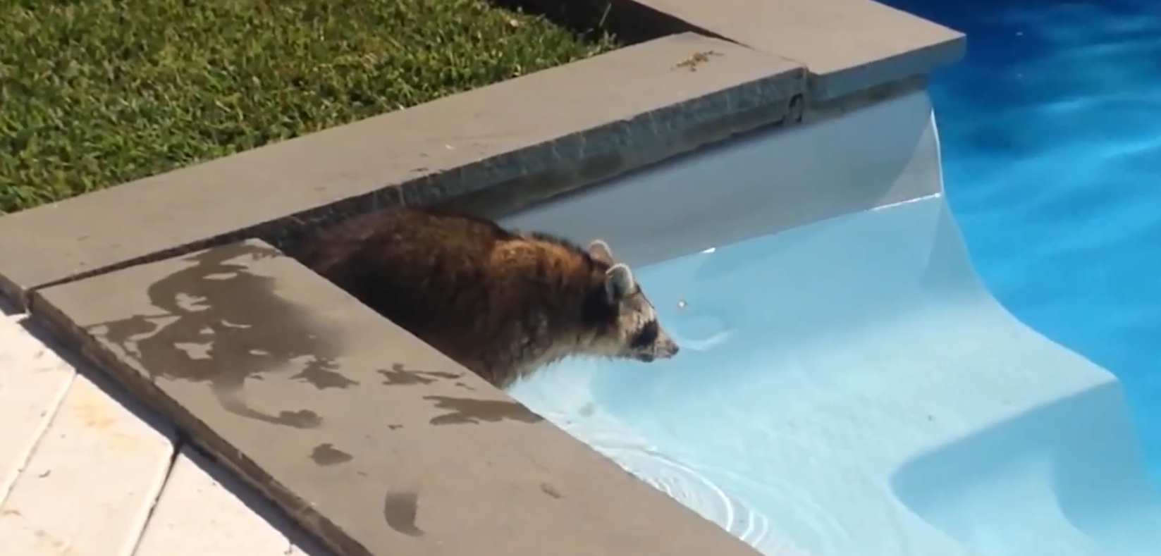 How to Stop Raccoons From Pooping in the Yard? GardenProfy