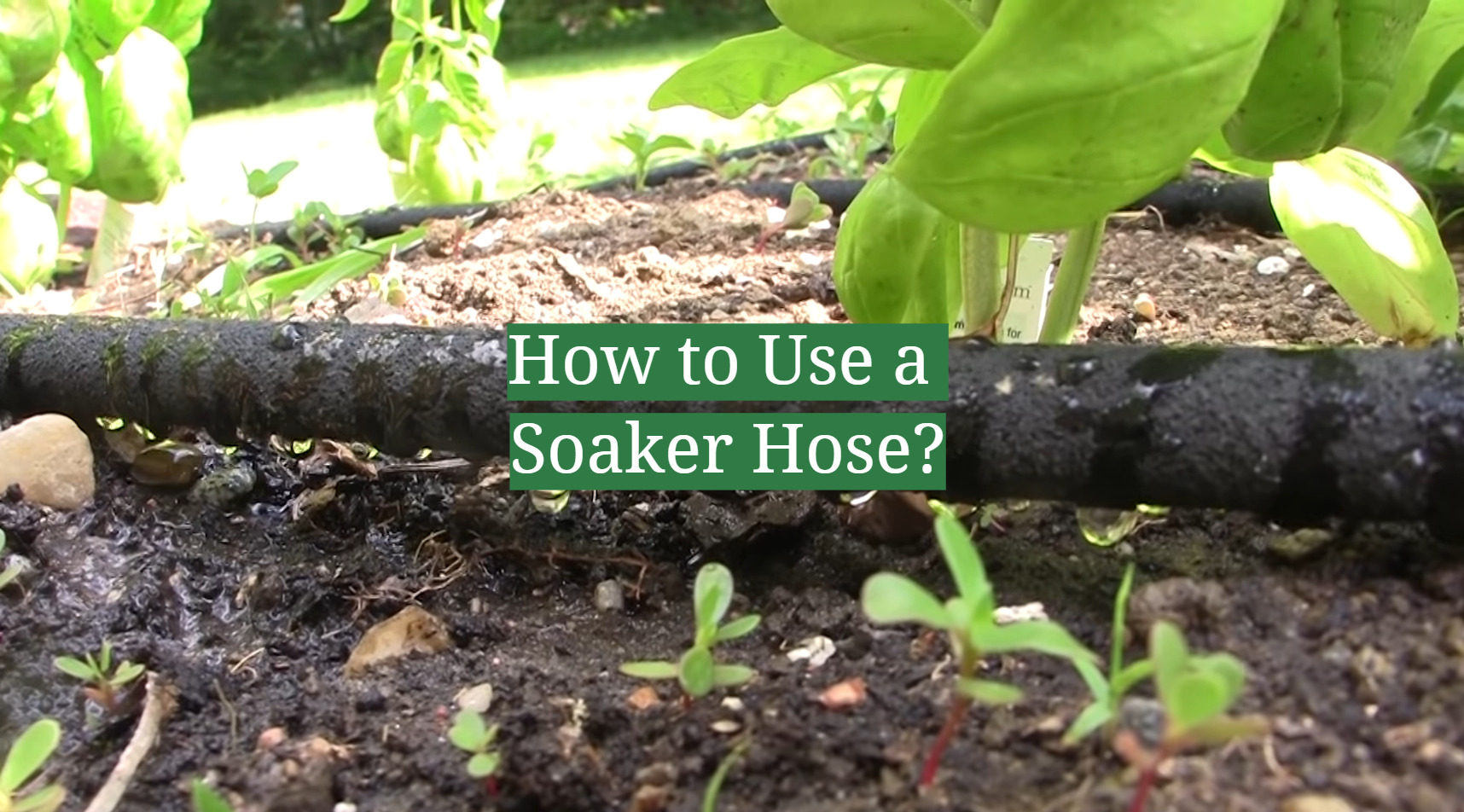How to Use a Soaker Hose? - GardenProfy