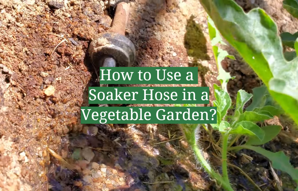 How to Use a Soaker Hose in a Vegetable Garden? GardenProfy