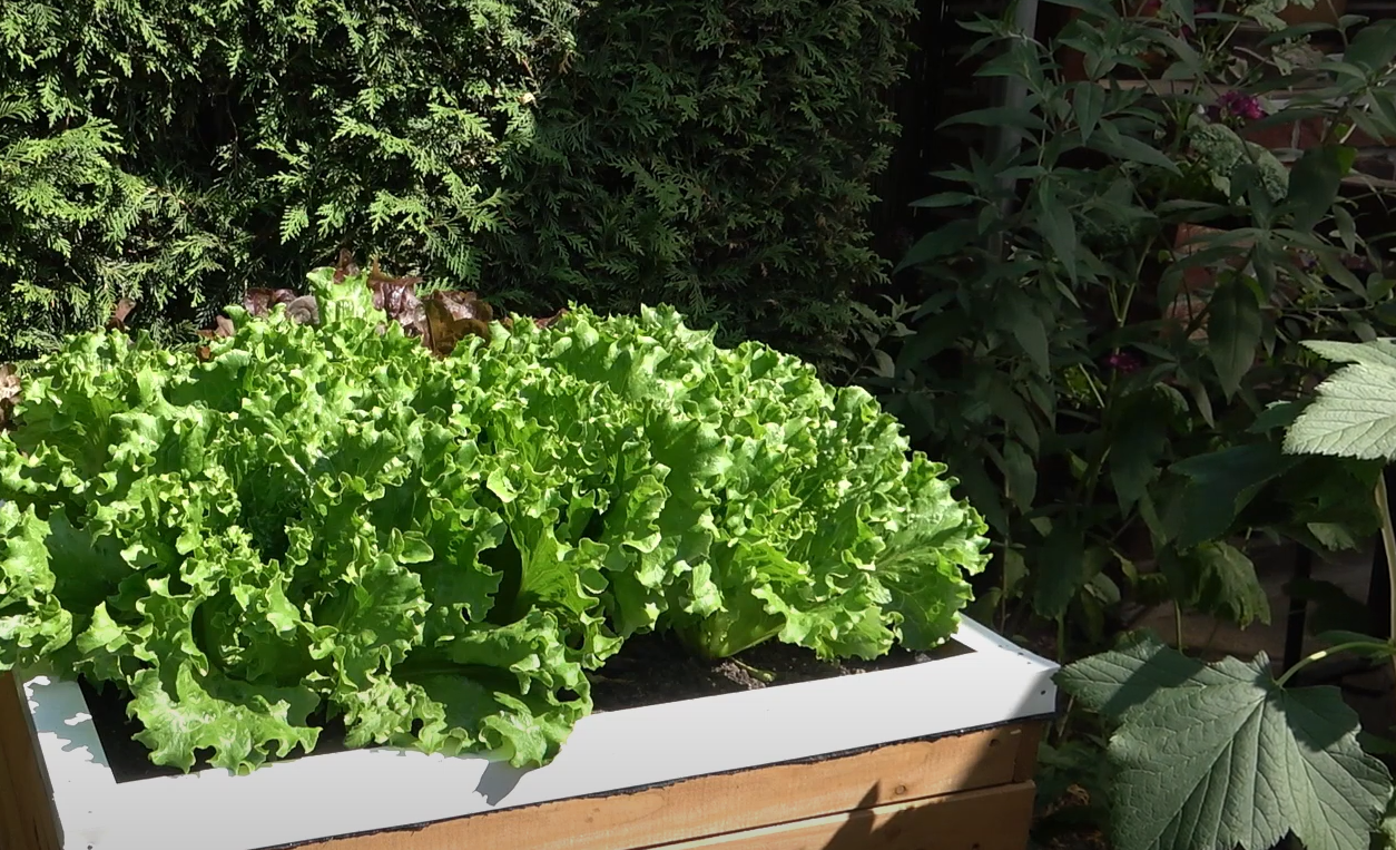 Do Raised Garden Beds Need Drainage? GardenProfy