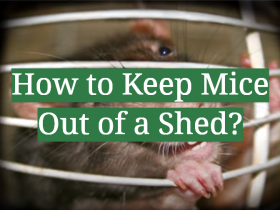 How to Keep Mice Out of a Shed?