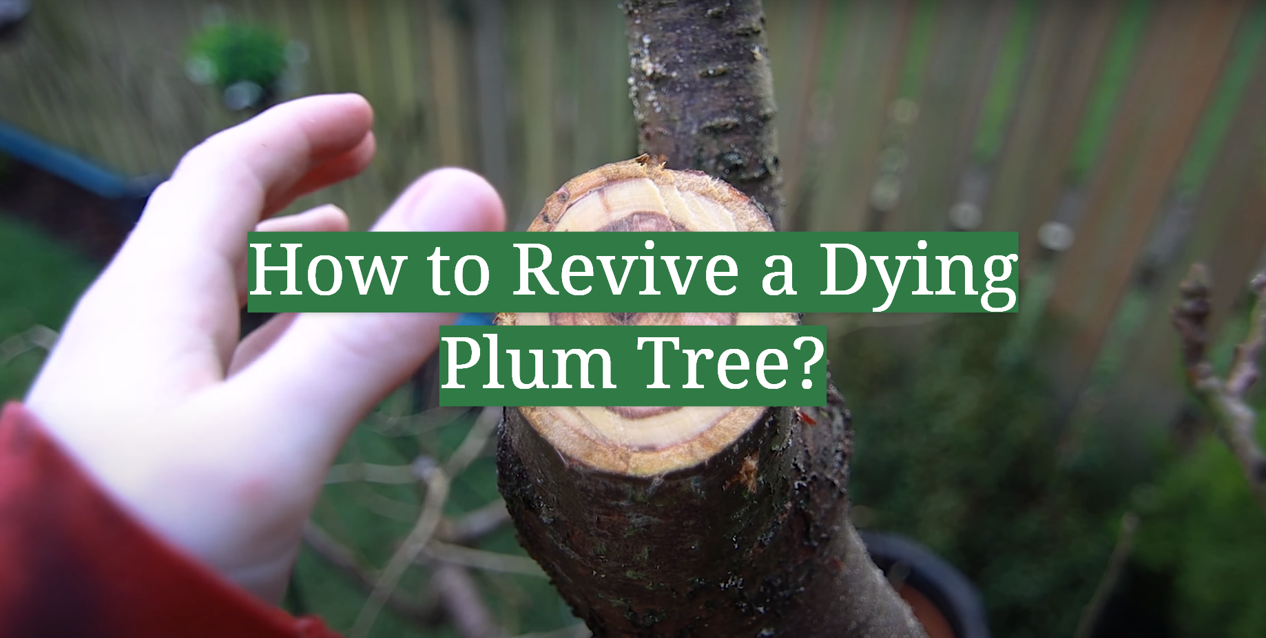 How to Revive a Dying Plum Tree? GardenProfy
