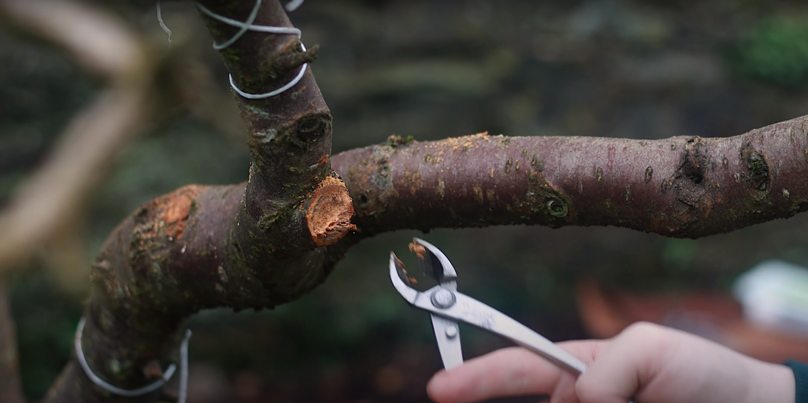 How to Revive a Dying Plum Tree? GardenProfy