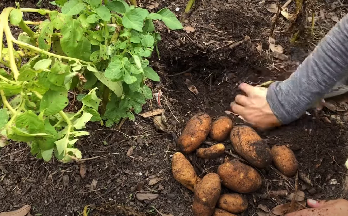 Seed Potatoes vs. Regular Potatoes What’s the Difference? GardenProfy