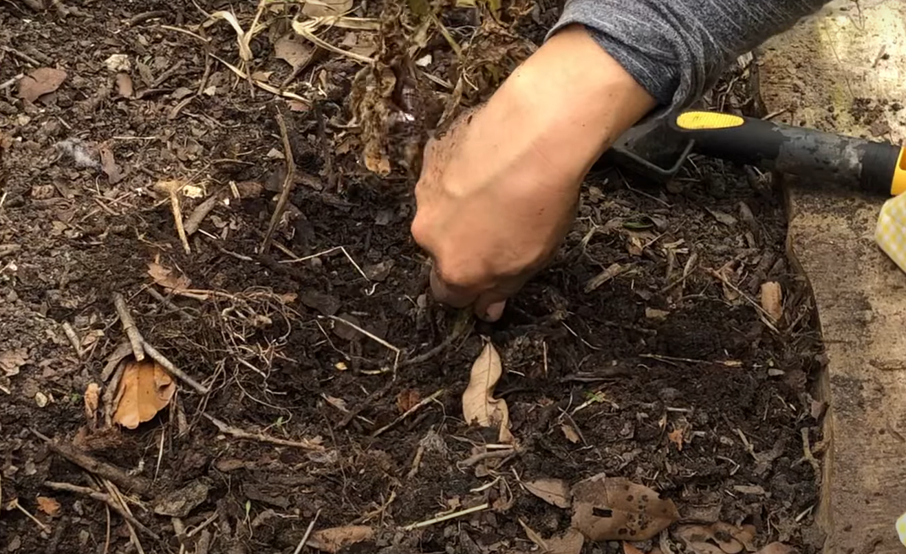 Seed Potatoes vs. Regular Potatoes What’s the Difference? GardenProfy