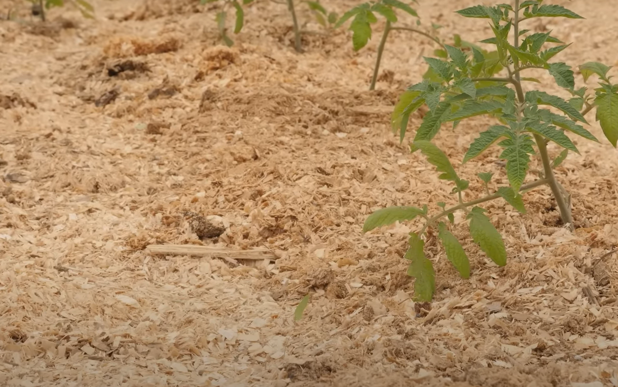 Wood Chips vs. Mulch for Garden Which is Better? GardenProfy