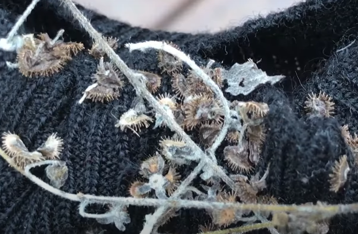 Green Seeds That Stick to Your Clothes GardenProfy