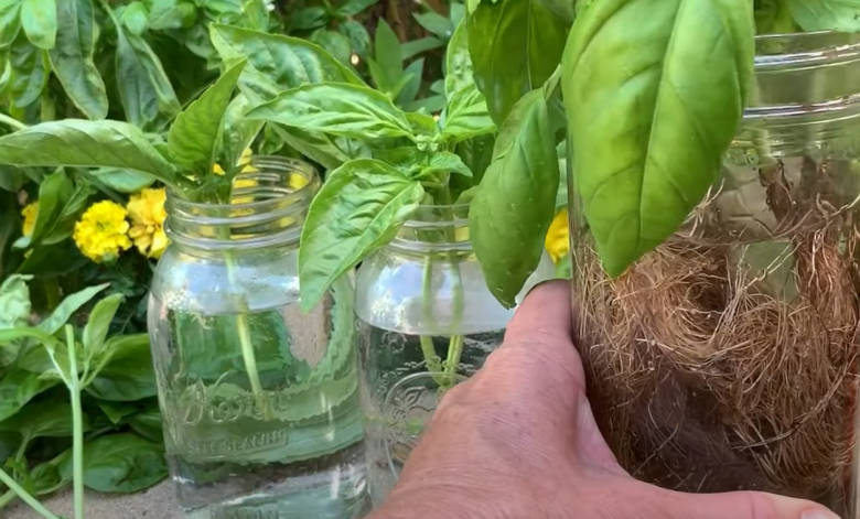 Basil Growing Process How to Grow Basil From Cuttings? - GardenProfy