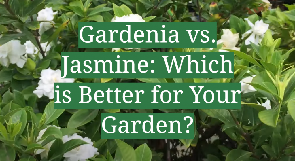 Gardenia vs. Jasmine Which is Better for Your Garden? GardenProfy