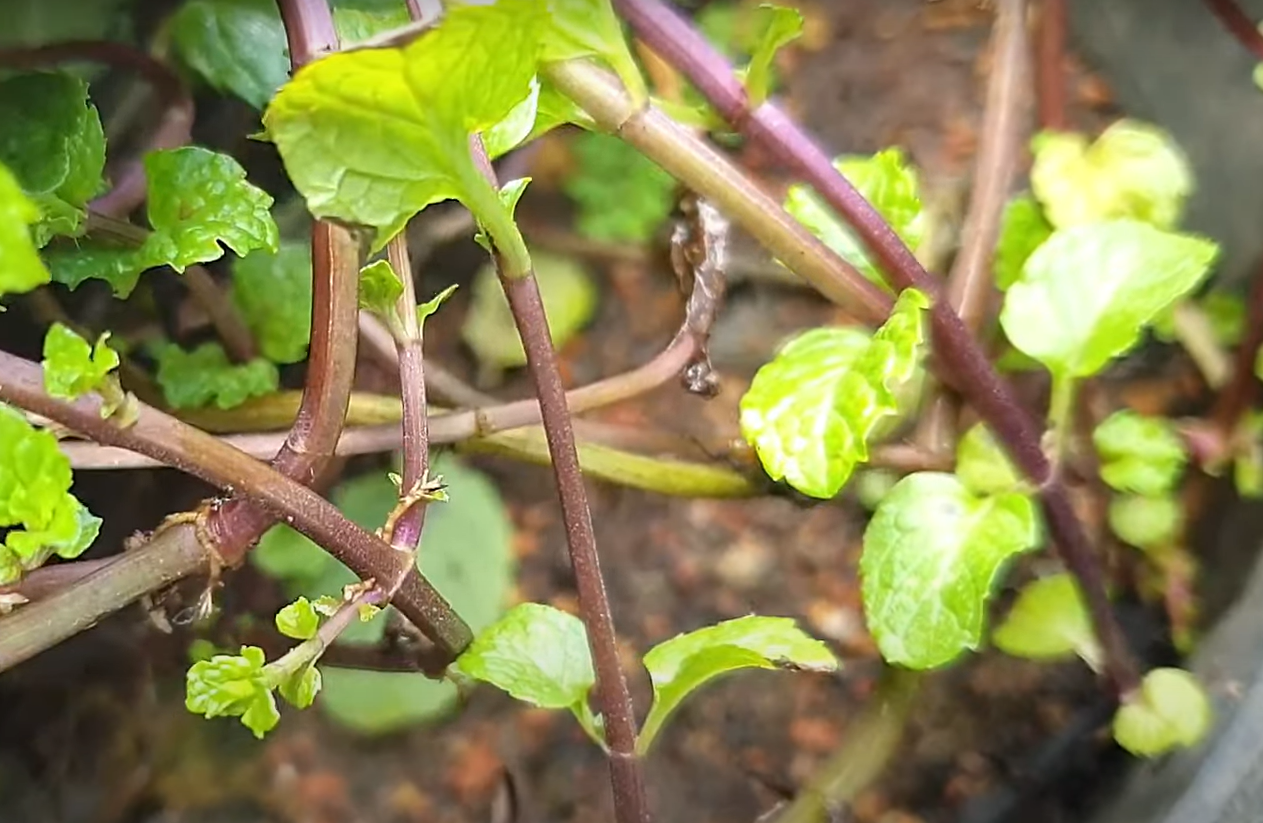 Black Spots on Mint Leaves What to Do? GardenProfy