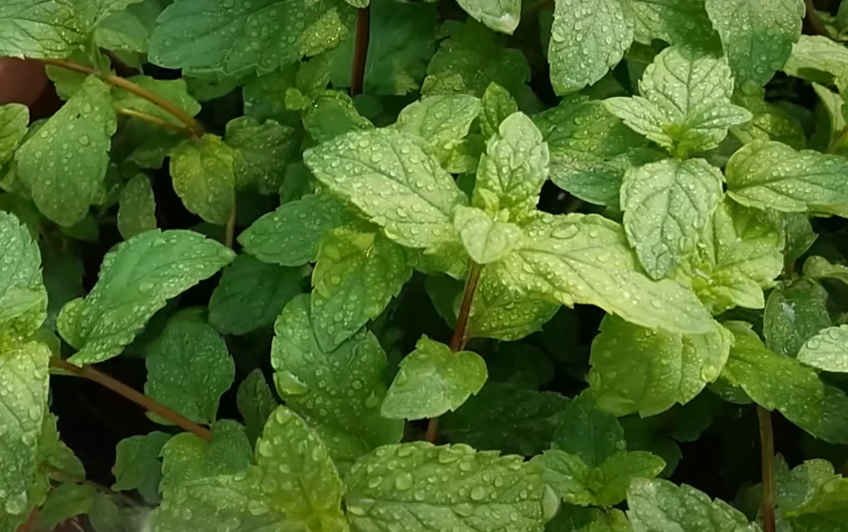 Black Spots on Mint Leaves What to Do? GardenProfy