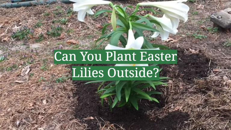 Can You Plant Easter Lilies Outside? - GardenProfy