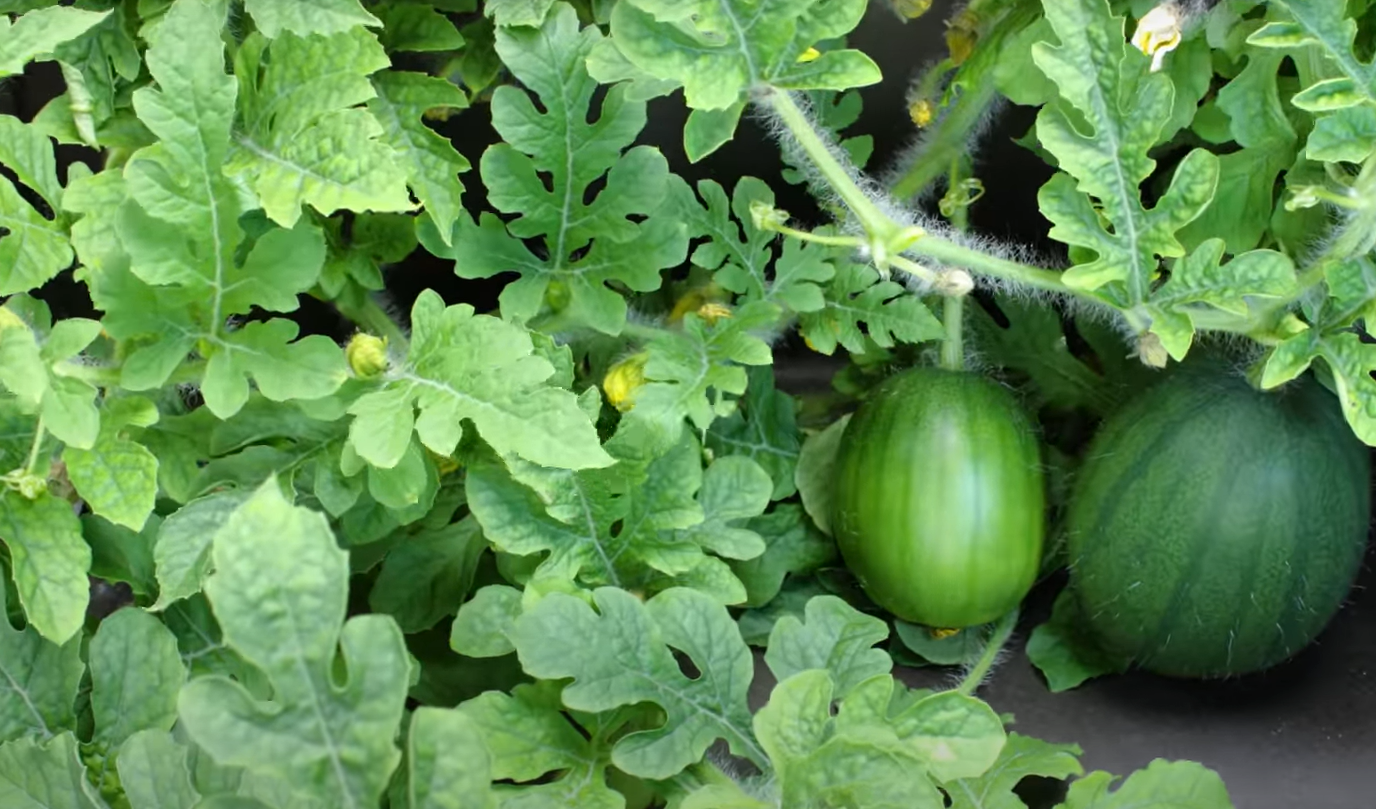 Do Watermelons Grow on Trees? GardenProfy