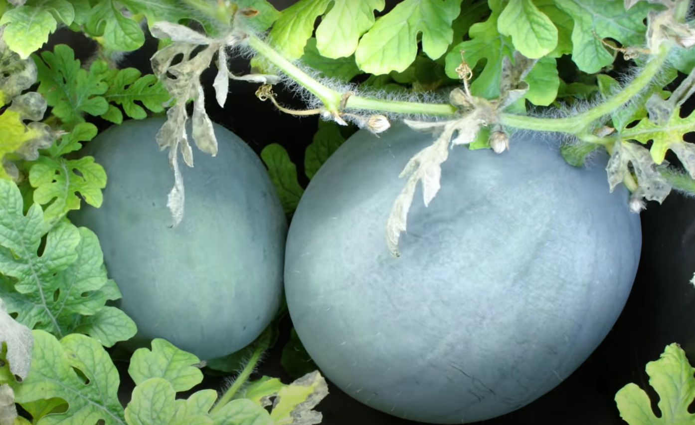 Do Watermelons Grow on Trees? GardenProfy