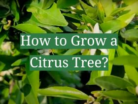 How to Grow a Citrus Tree?