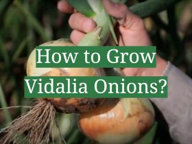 How to Grow Vidalia Onions?