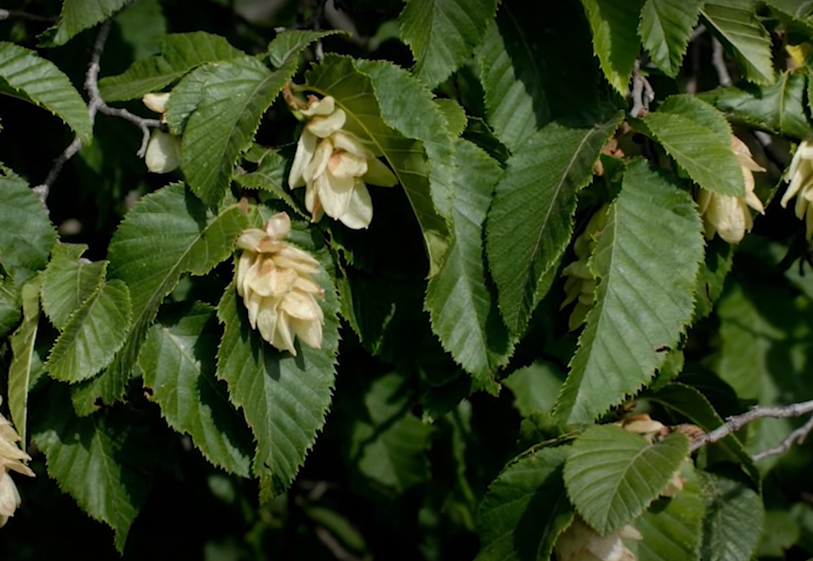 The Best Small Trees With Non Invasive Roots GardenProfy